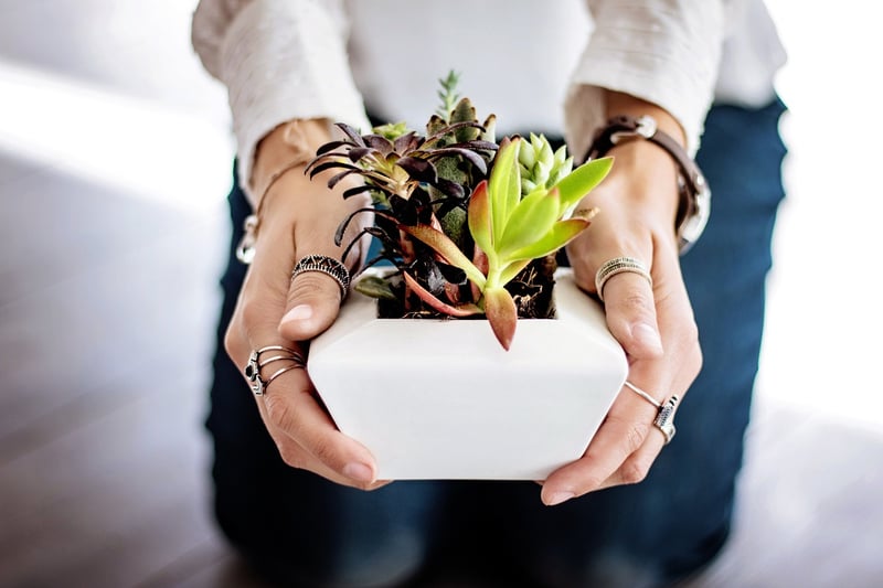Potted plant