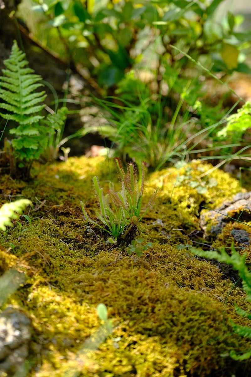 Terrarium